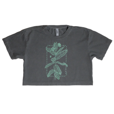 Milkweed crop